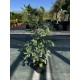 Дерен білий «Елегантісіма» (Cornus alba Elegantissima) С3